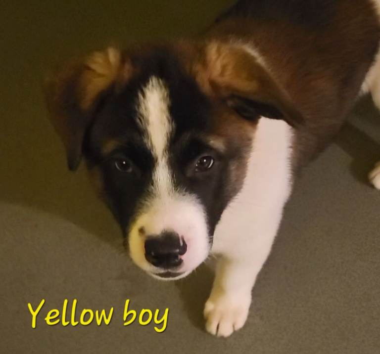  Last male. American Akita puppies, reduced price until Sunday 21st December 