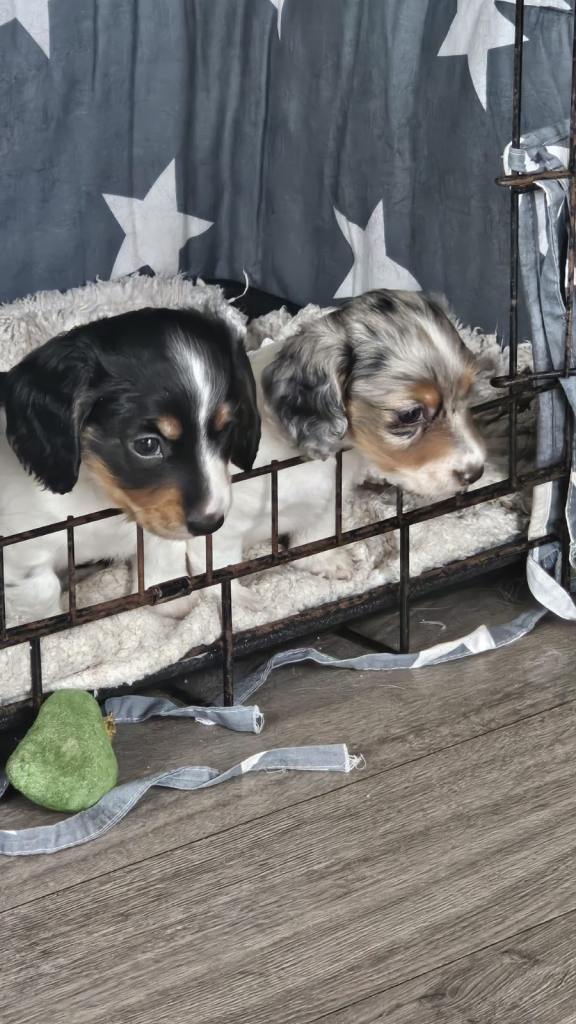 Miniature Long haired dachshunds