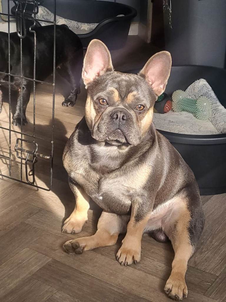 Blue tan boy french bulldog KC reg