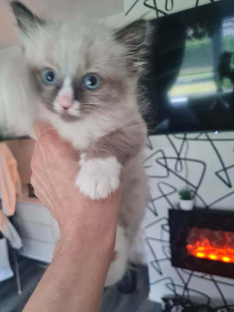 Gorgeous ragdoll boy