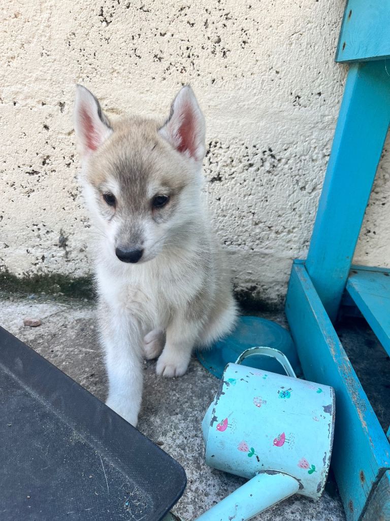 Siberian husky male pup 