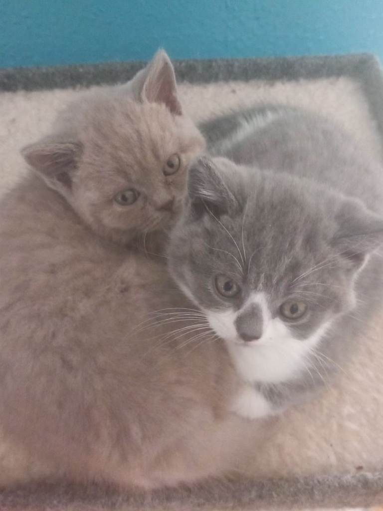 British Shorthair Kittens 