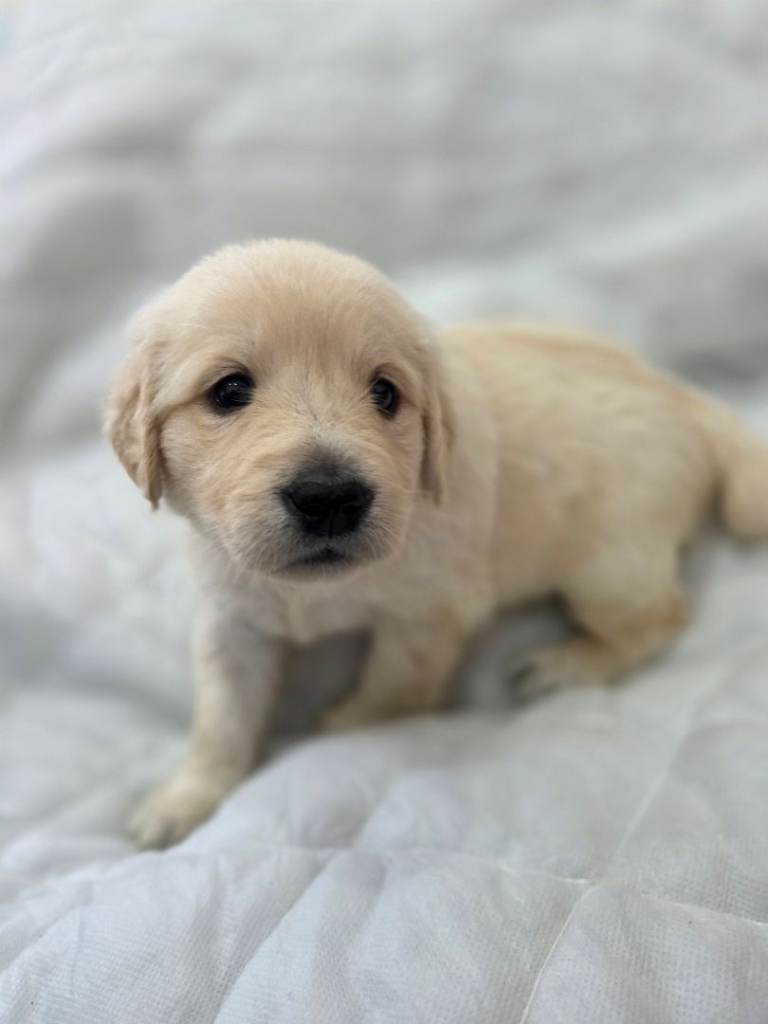 Golden retriever puppy