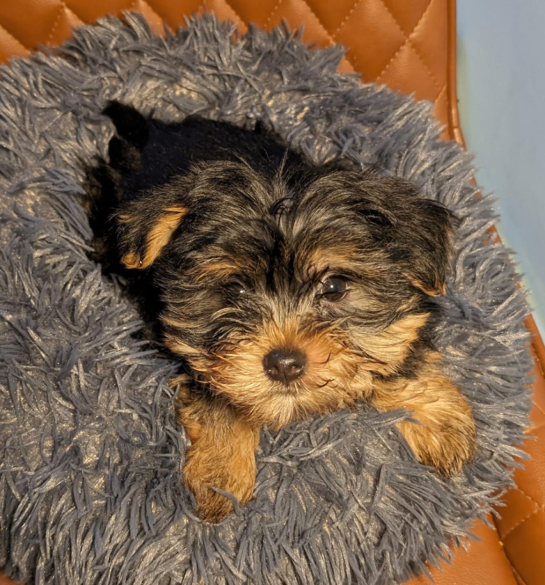 Yorkshire Terrier Puppies