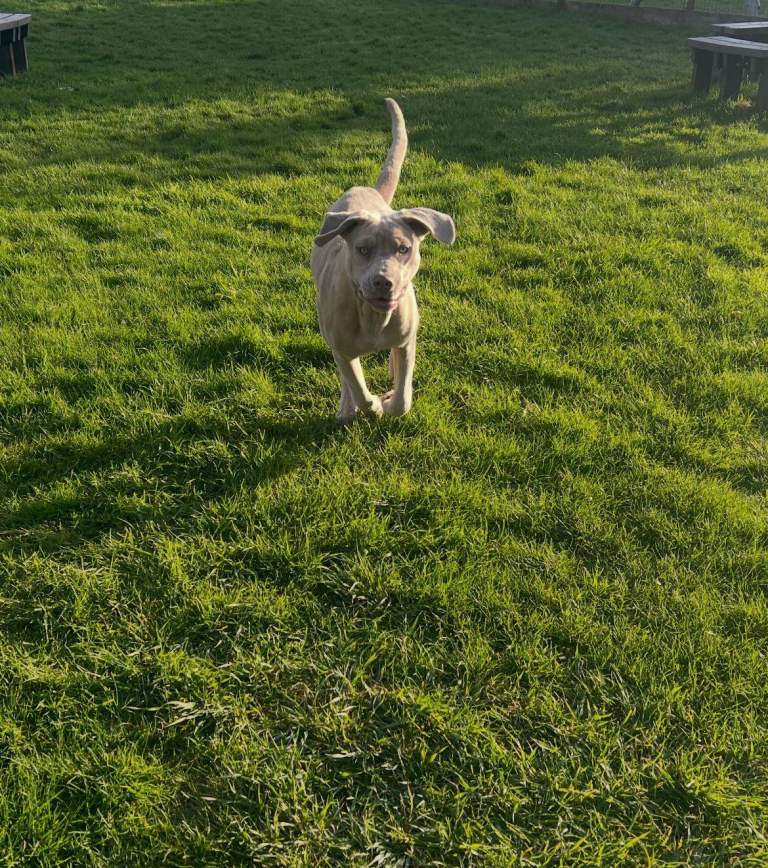 Female lilac cane corso 25wks old