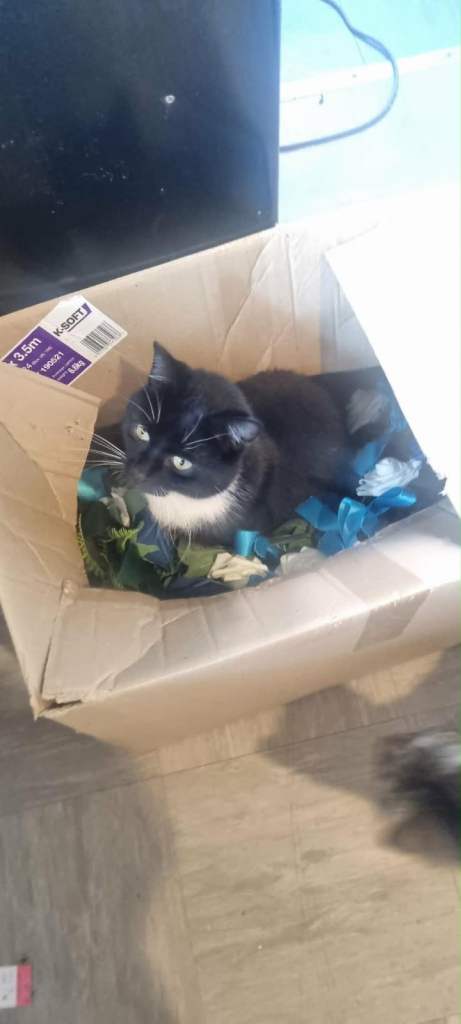 2 cats meal and female 