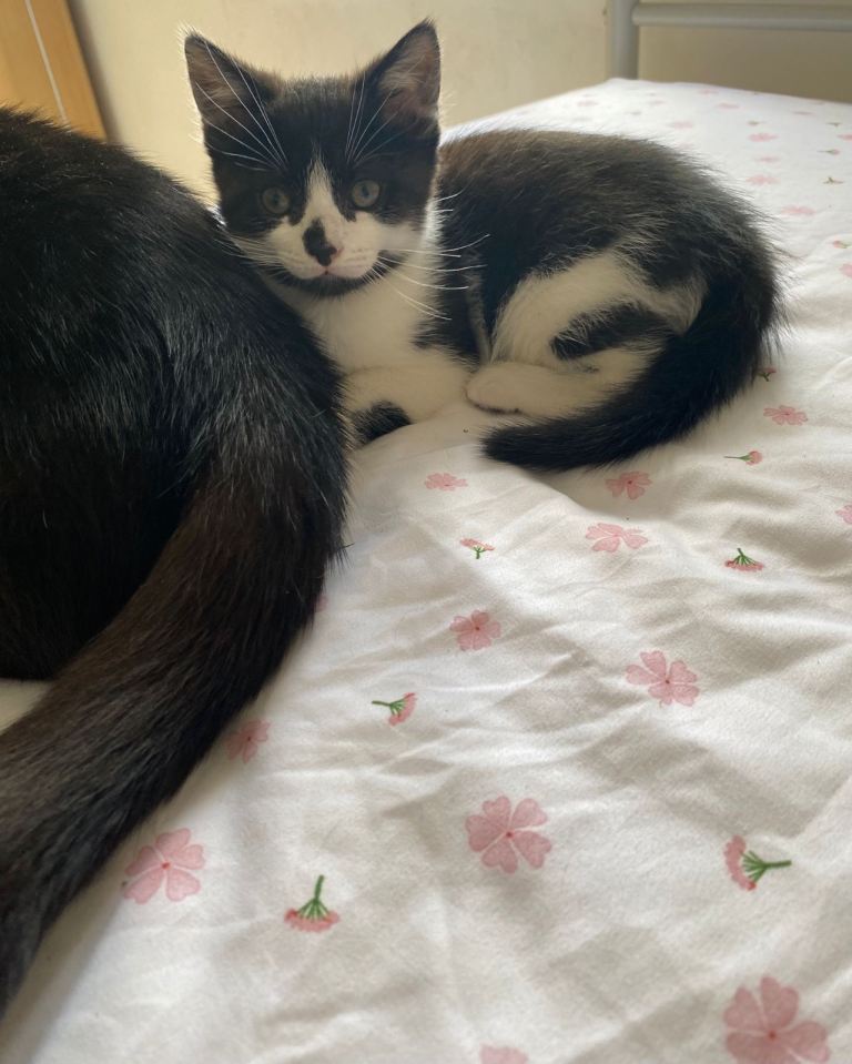 BEAUTIFUL KITTEN 😻