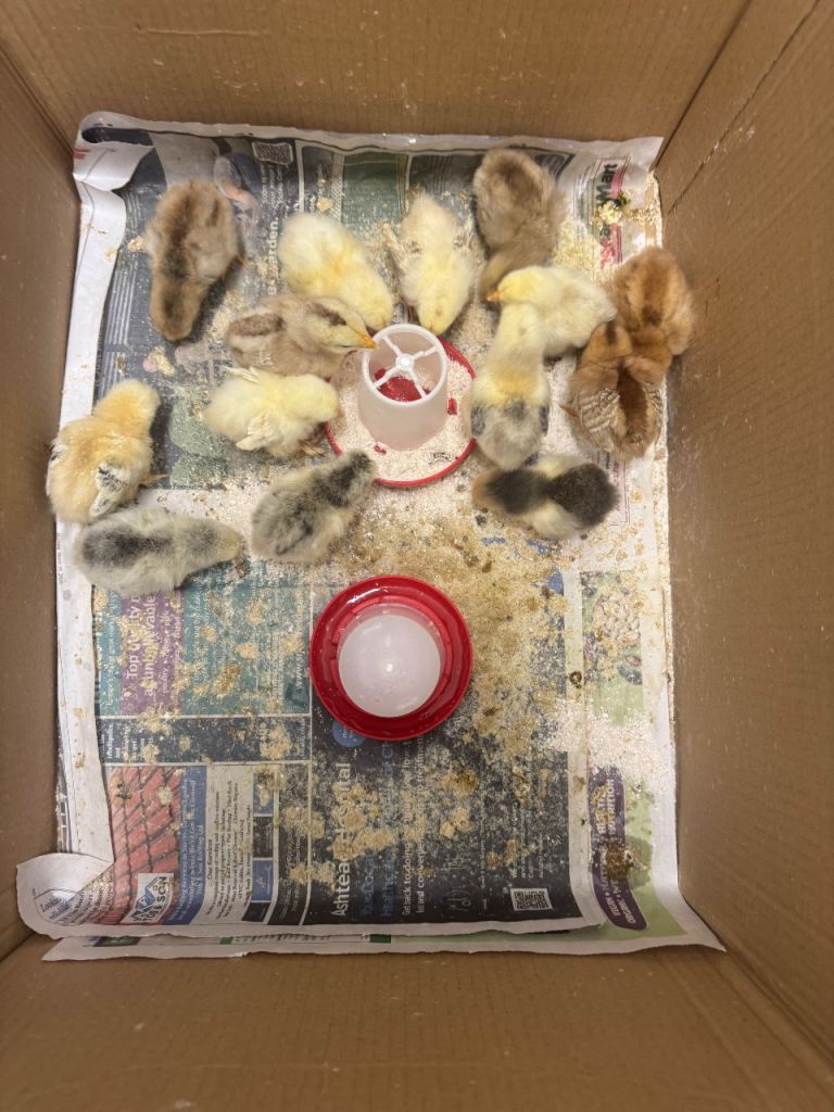 Chicks 