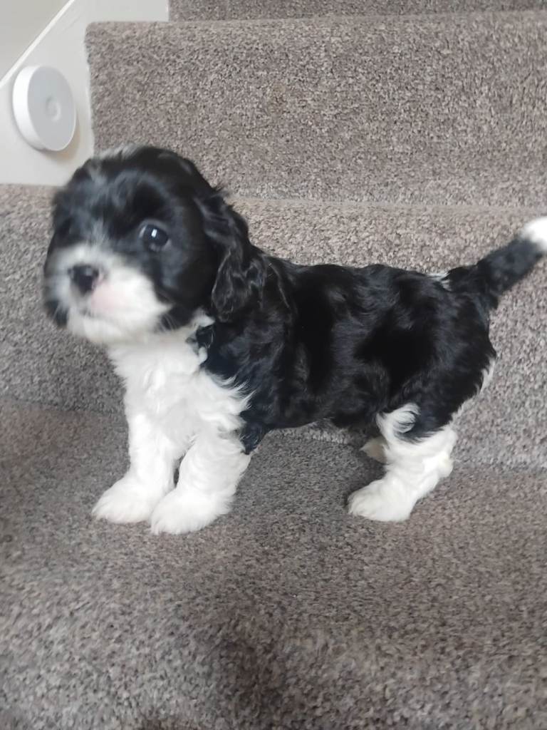 Lhasapoo 