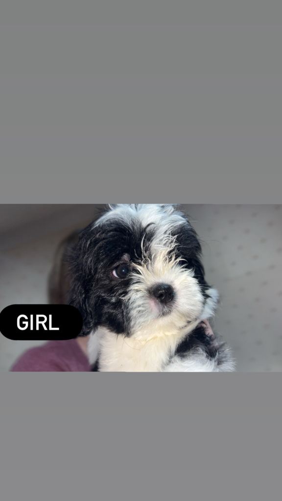  Shih Tzu x bichon Puppy