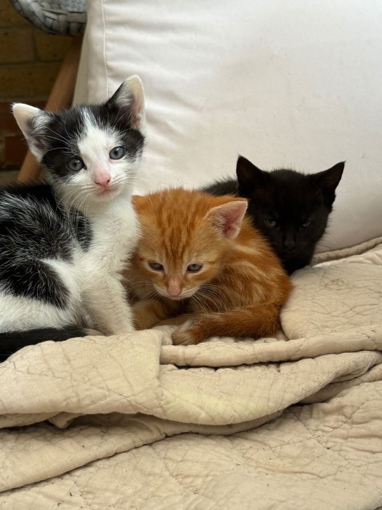 Kittens 