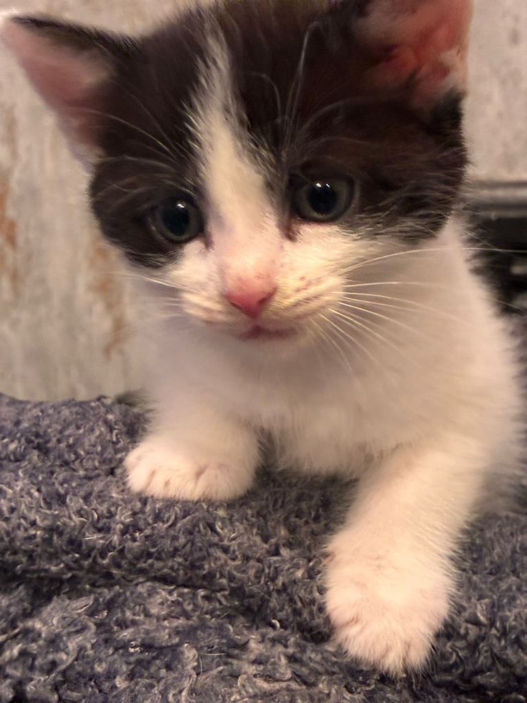 British short hair kitten 