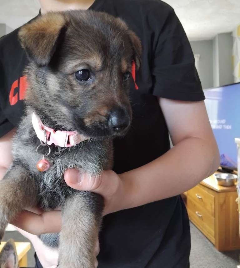 Beautiful German shepherd puppies 