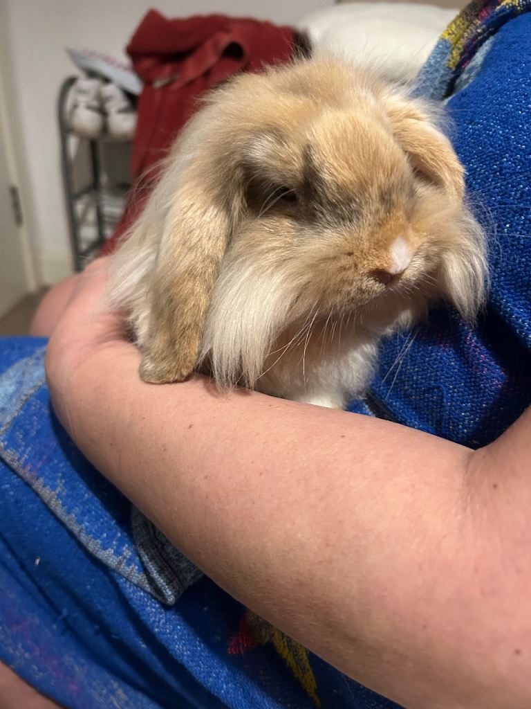 Baby lion lop bunny 