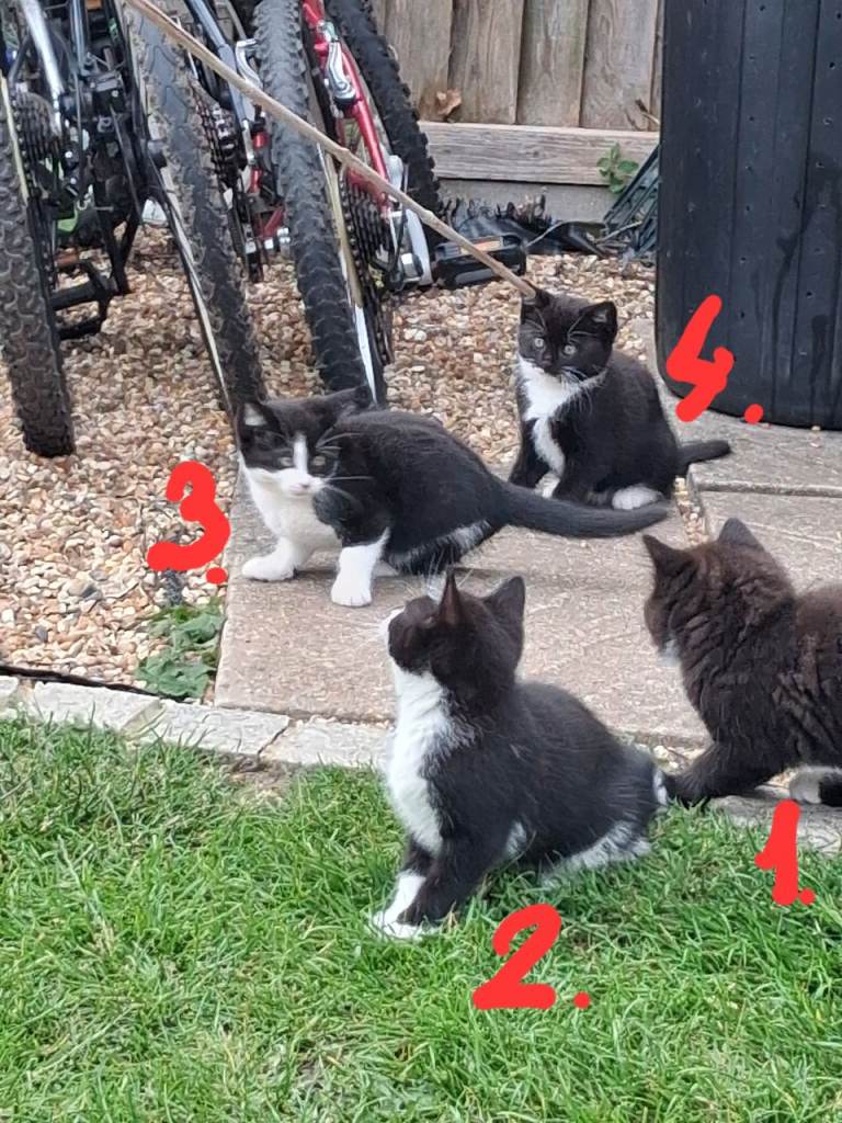 Kittens