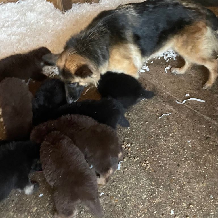 Beautiful German Shepherd puppies