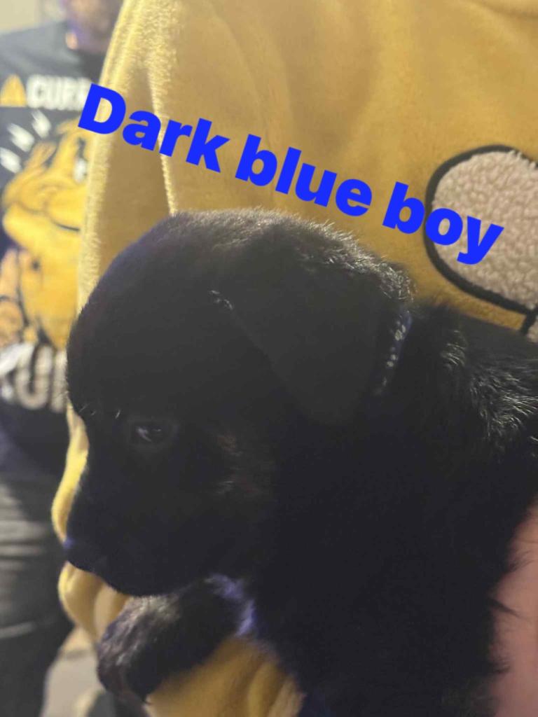 7week old staff x German puppy’s 