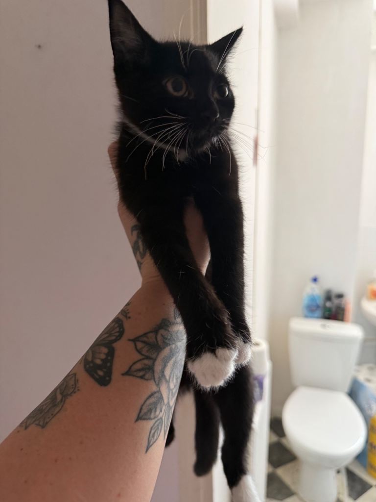 Urgent sale female kitten 