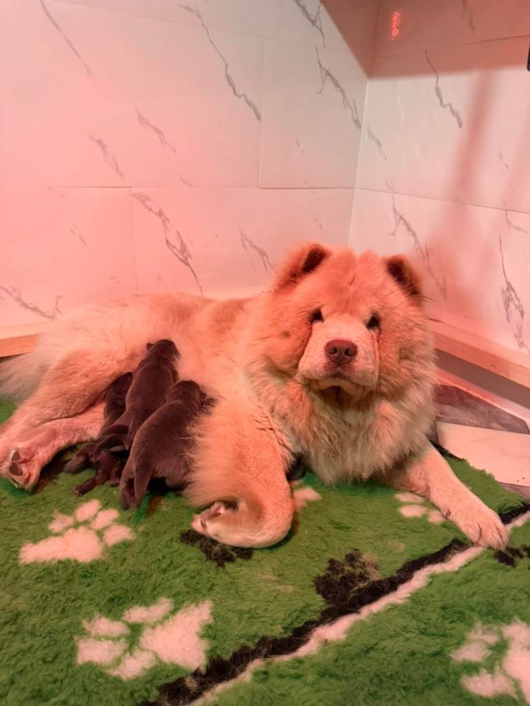 Beautiful blue/lilac chow chow pups 
