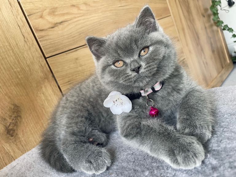 Champion Line British Shorthair Blue🩵 Kittens GCCF Active Registered