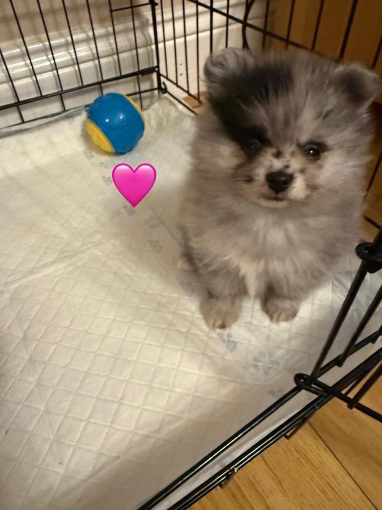 Adorable Pomeranian puppies 