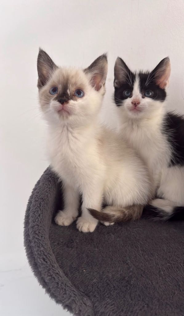 Beautiful kittens ready 