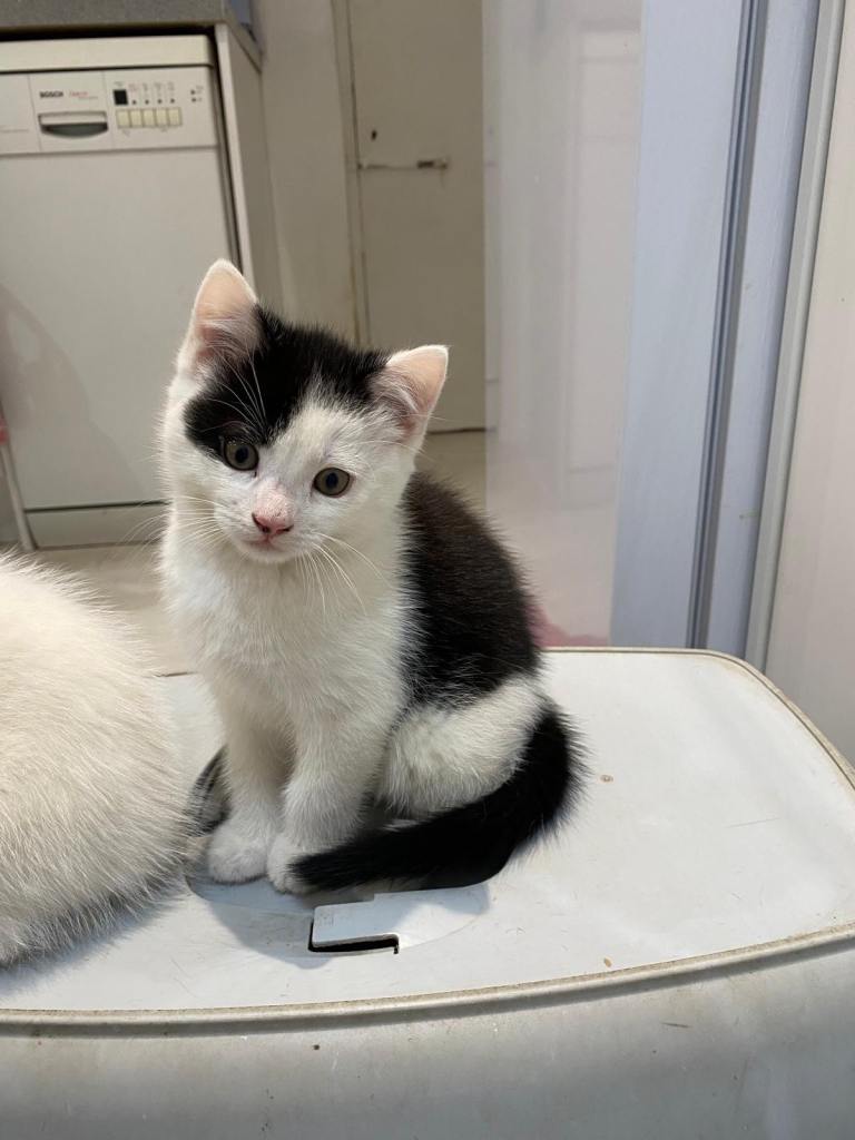 Cute little Boy kitten