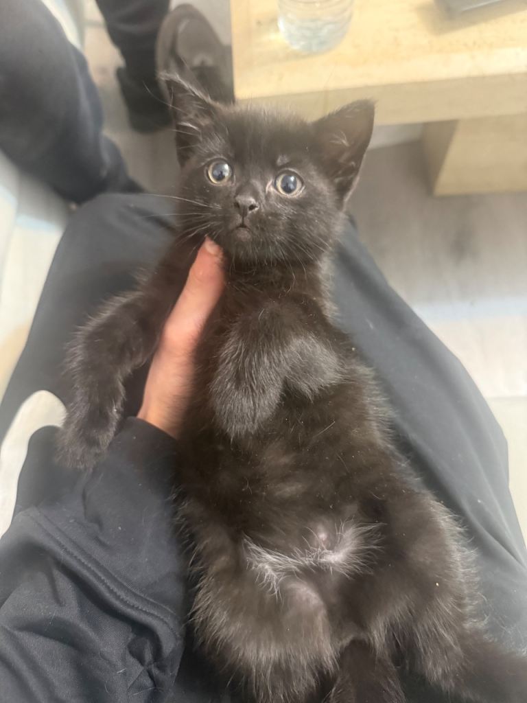 mixed domestic long haired boy 