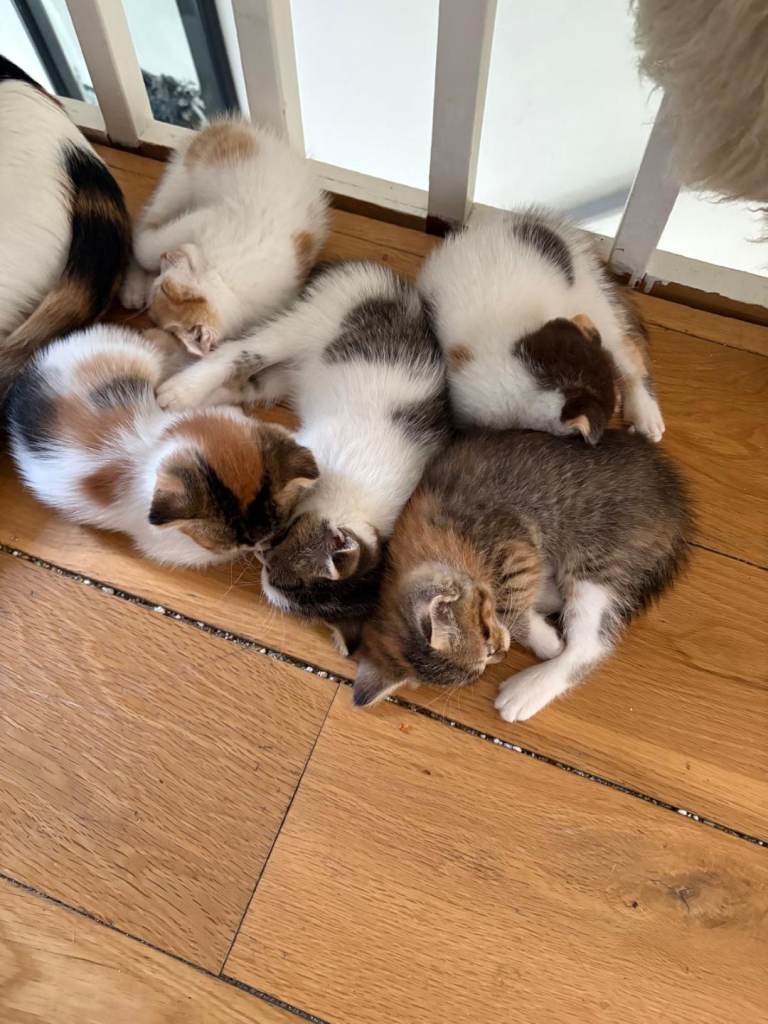 11 Beautiful Kittens – 8 Weeks Old – Boys & Girls – Ready for Their Forever Homes