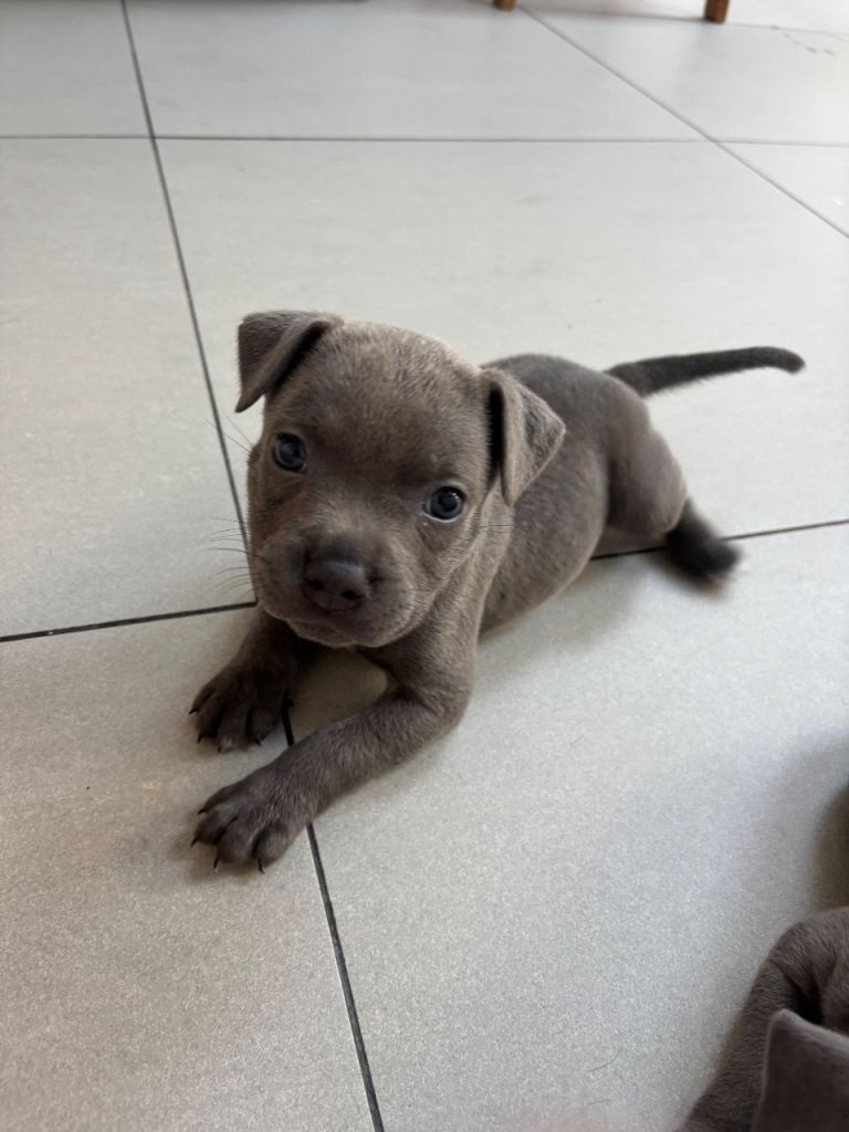 * Avail 15th July * Pure Blue Staffordshire Bull Terrier Puppies 
