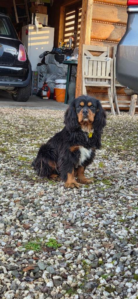 king charles cavalierspaniel