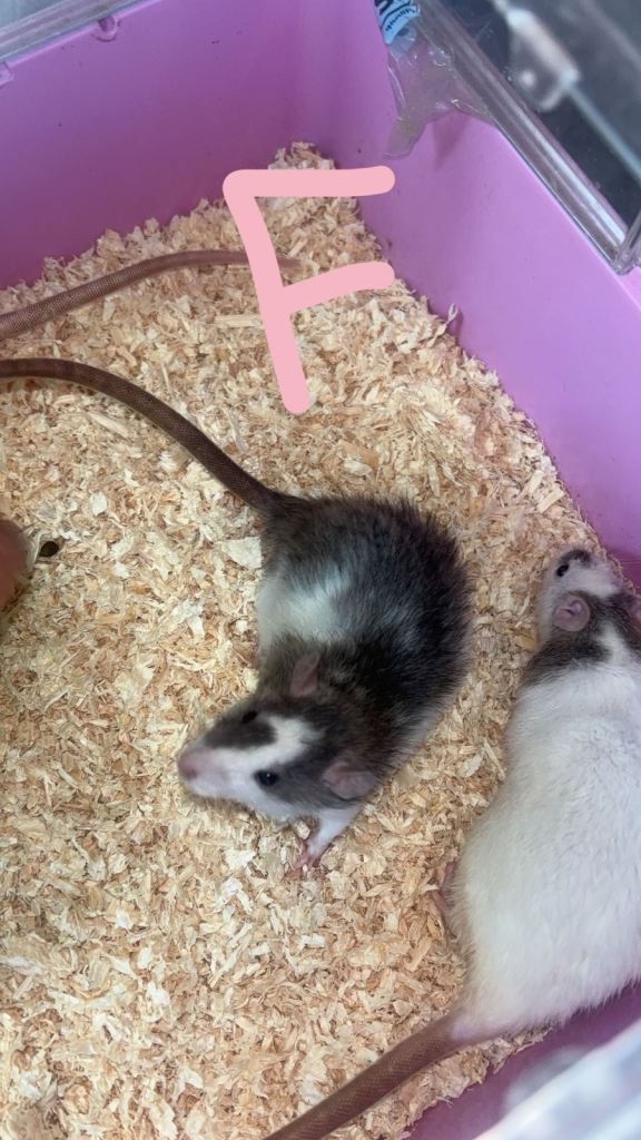 Baby rats ready to leave now 