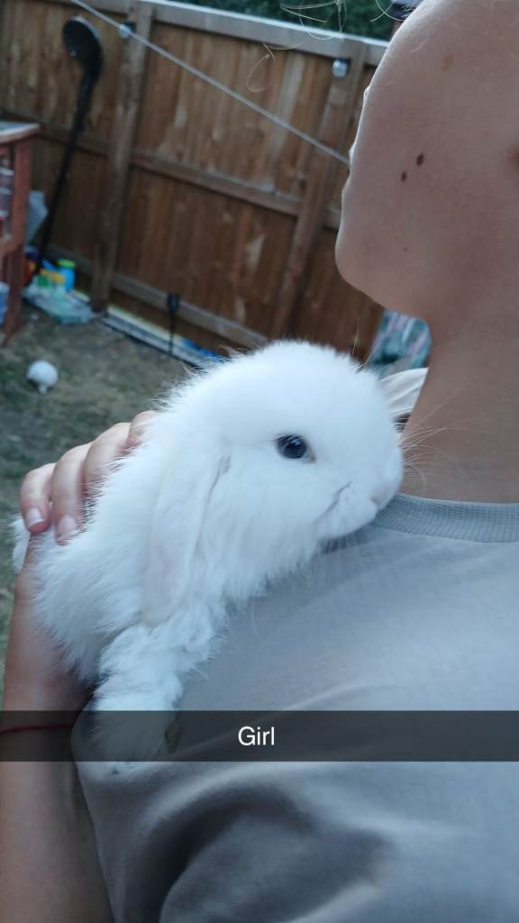 Full white fluffy girl with blue eyes 