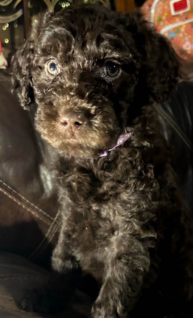 Stunning F2 labradoodle puppies... Available now