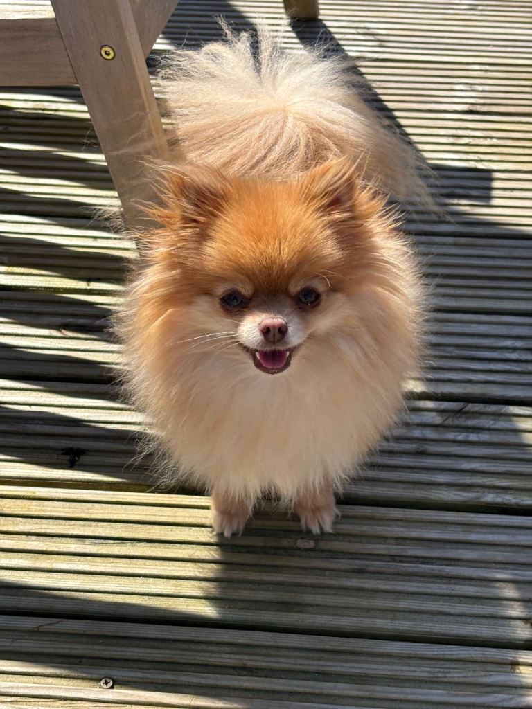 Beautiful Tiny Pomeranian Girl – 3 Years Old