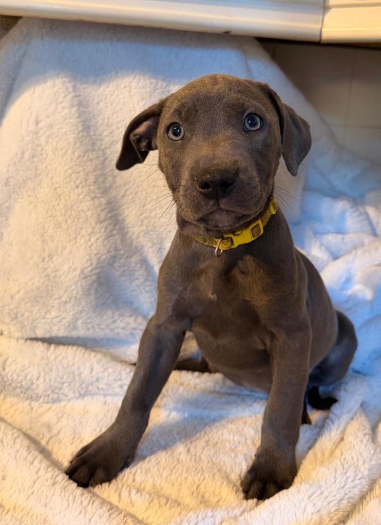 Staffy/American Bulldog puppies for Sale