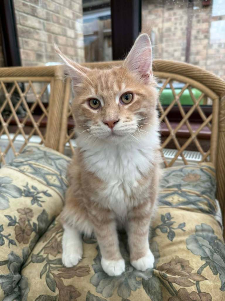  Male TICA Pedigree Maine Coon Kitten