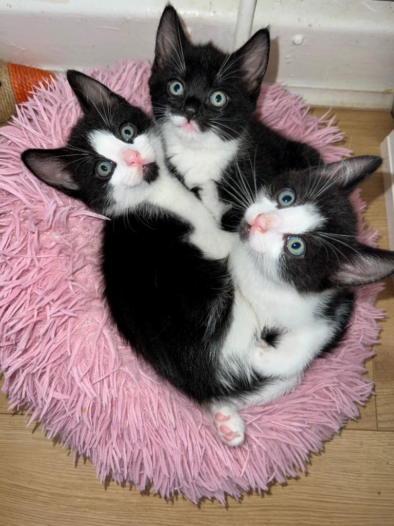 Adorable kittens 