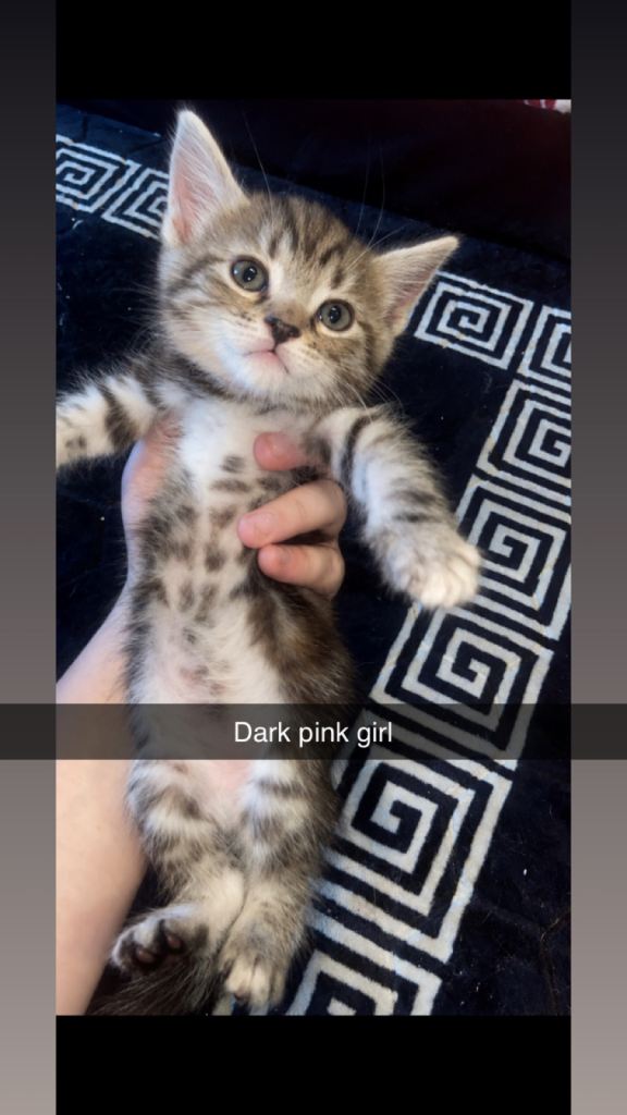 Cute Maine Coon cross Ragdoll kittens