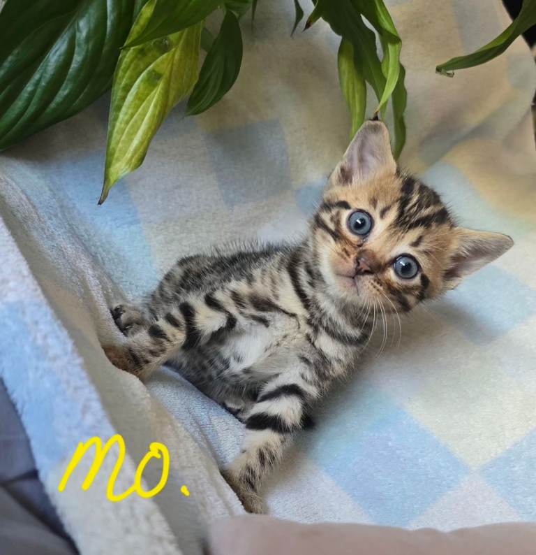 Gorgeous Snow bengal X selkirk rex 