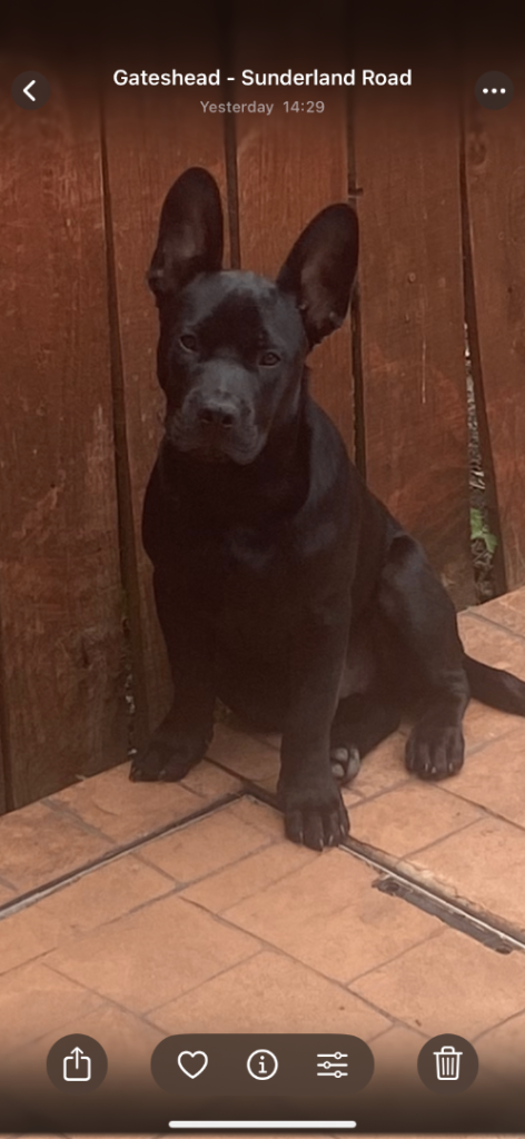 Beautiful 4-Month-Old Belgian Malinois × French Bulldog Puppy – Vaccinated & Very Intelligent