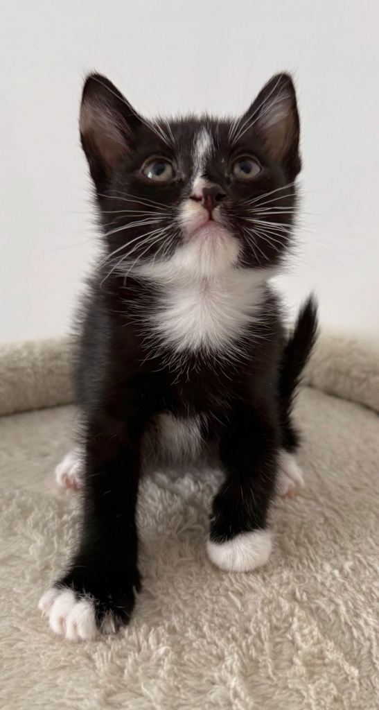 Lupin, tuxedo male kitten