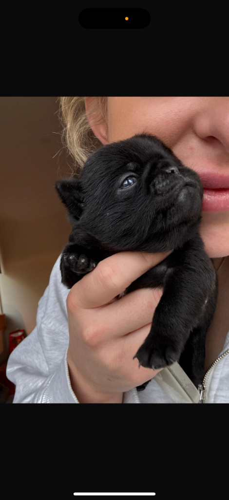 KC Pug Puppies 
