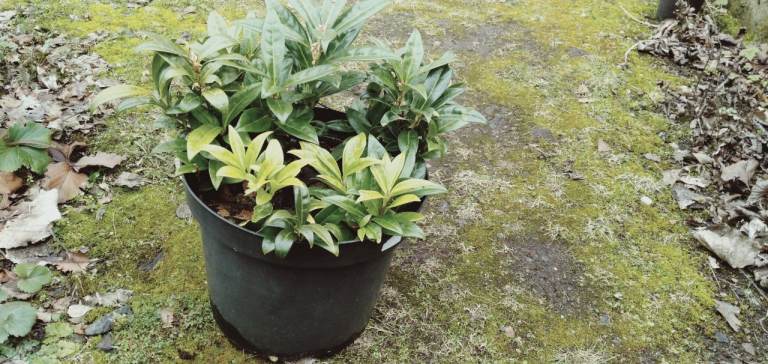 Sarcococca confusa for sale