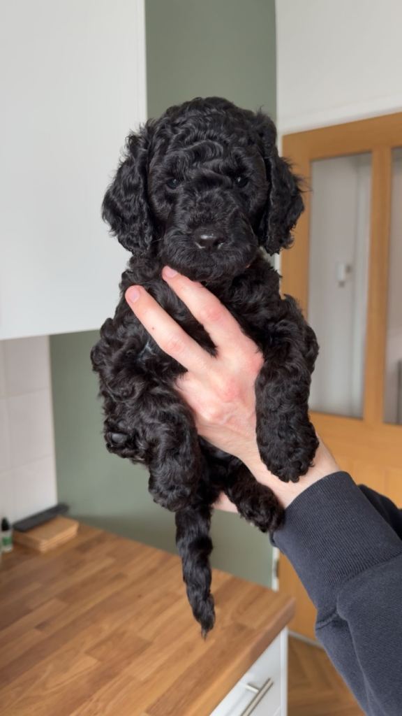 6 miniature cockapoo puppies 