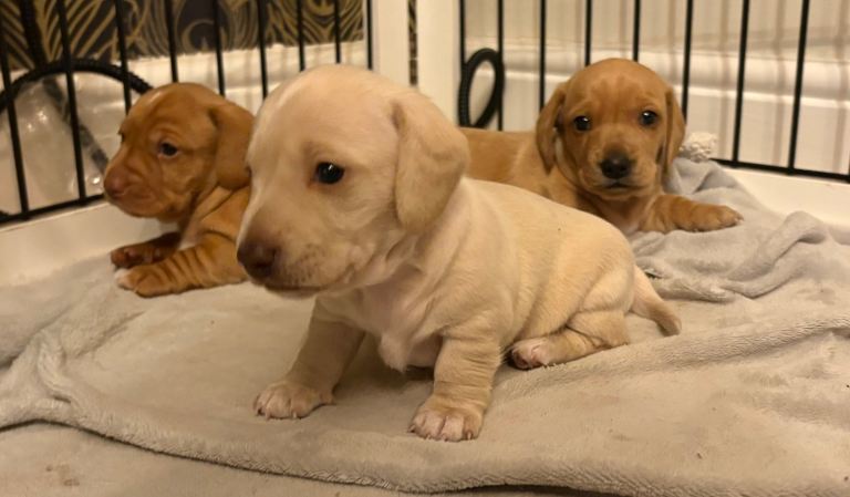 Cream KC miniature dachshunds 