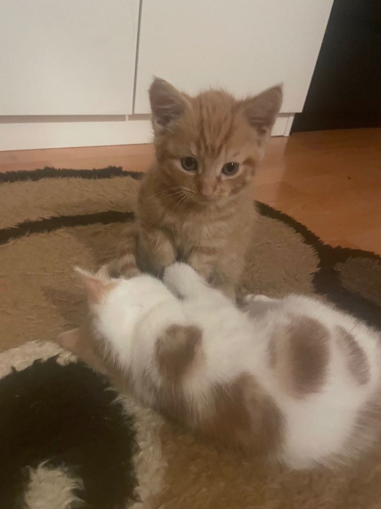 Kittens for sale 