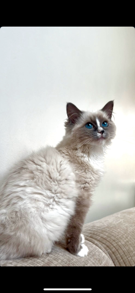 cute ragdoll kitten / cat looking for a new home
