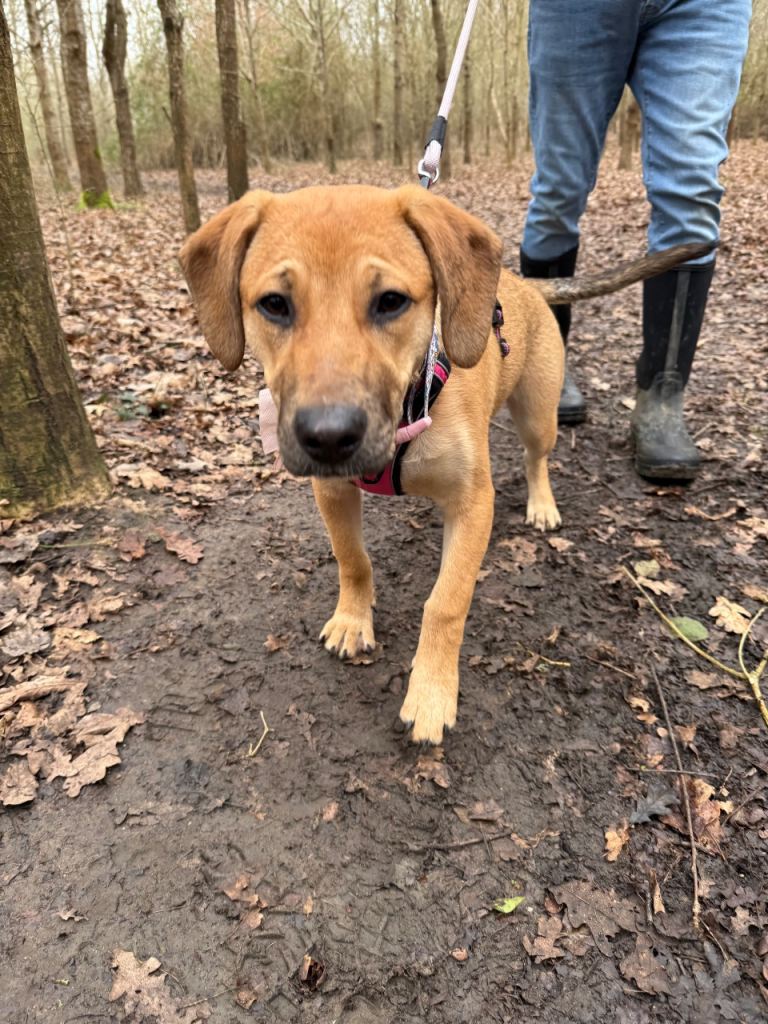 German Shepard cross 