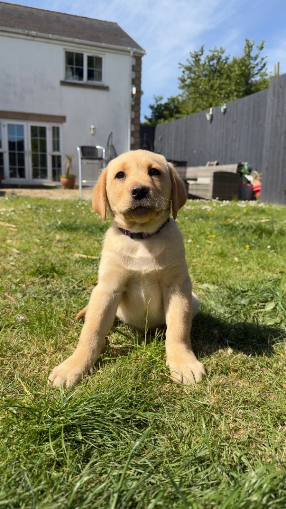 ONLY 1 LEFT Golden Labrador puppy 